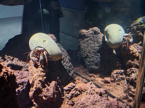 피에르 위그의 ‘주드람 4’ (2011). 소라게가 소라 껍데기 대신 브랑쿠시의 유명한 조각 두상 '잠자는 뮤즈'의 복제품을 얹고 다닌다. 문소영 기자