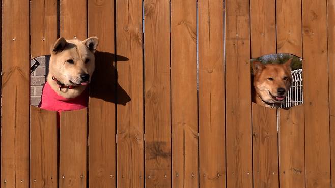 지난 2월 19일 평택의 '사단법인 허그미쉘터'에서 만난 장수와 누룽지. 대견 사회성이 좋은 장수는 누룽지의 행동을 보고 스스로 학습하는 능력이 탁월하다는 평가를 받았다. 최민석 기자