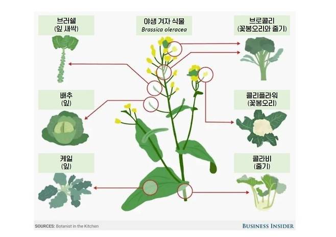 야생 겨자에서 나온 십자화과 채소 [카오스 식물행성 강연 자료]