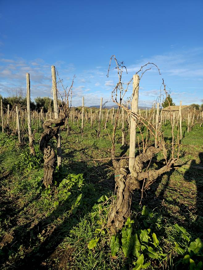 부시바인 형태로 재배하는 테라쩨 델 에트나 네렐로 마스칼레제 올드바인. 최현태 기자