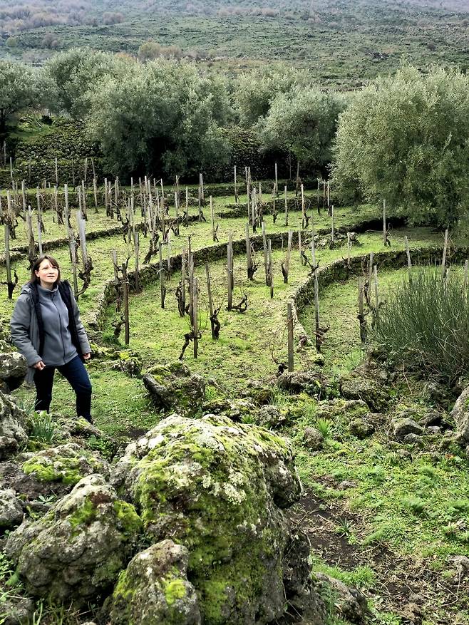 피에트라돌체 계단식 알바렐로 형태 포도밭. 최현태 기자