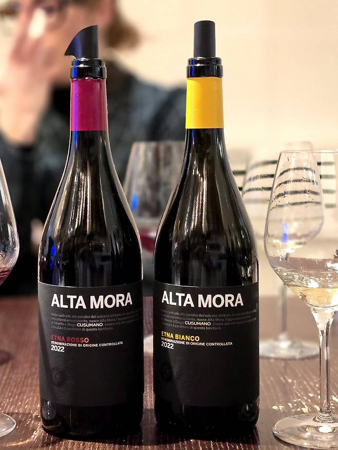 쿠수마노 알타모라. 최현태 기자