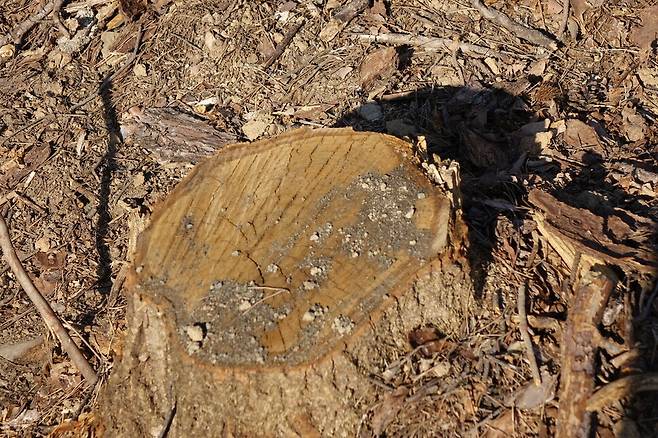 2025년 2월28일 경남 밀양 무안면 소나무재선충 방제를 위해 모두베기를 한 숲의 베어진 졸참나무. 소나무재선충을 막겠다며 아무 관계도 없는 참나무들까지 베어지고 있다. 나이테를 세어보니 22살이었다. 이런 모순은 돈 때문이라고 한다. 사람이 소나무만 솎아내면 중장비로 모두베기할 때보다 비용이 최대 7배가량 비싸다고 한다.