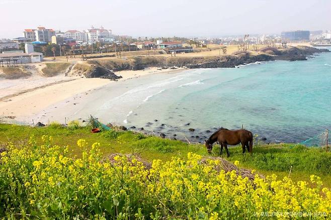 제주도는 따뜻한 기온 덕에 3월부터 유채꽃이 피는 곳이 많다. 사진은 서우봉에서 바라본 풍경. /사진=한국관광공사