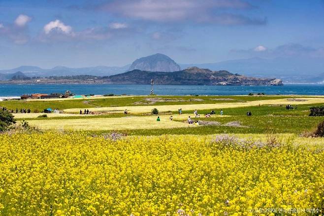 가파도 소망전망대에서는 유채꽃과 산방산, 한라산, 마라도까지 감상할 수 있다. /사진=한국관광공사