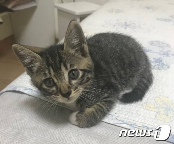 아기 고양이(사진은 기사와 관련 없음) 뉴스1 DB ⓒ News1 김동수 기자
