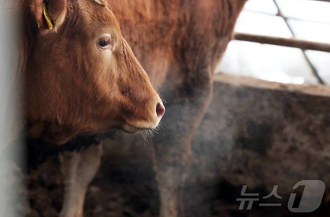 (사진은 기사 내용과 무관함) / 뉴스1 ⓒ News1