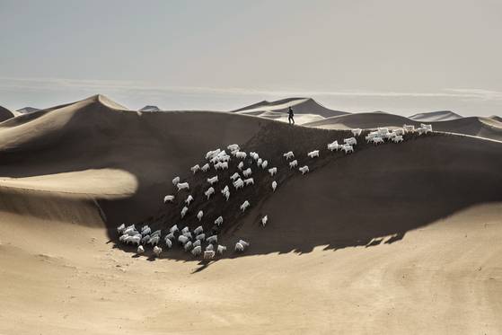 베이비 캐시미어는 내몽골의 새끼 염소의 털을 빗질한 속털로 만들어진다. 사진 로로피아나