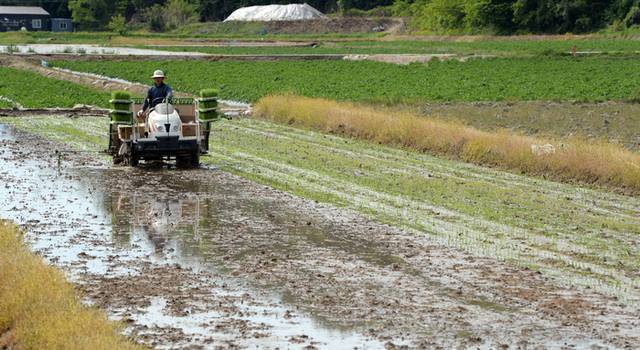 ▲ 강원 춘천 서면의 한 논에서 농민이 모내기를 하고 있다. [강원도민일보 자료사진]