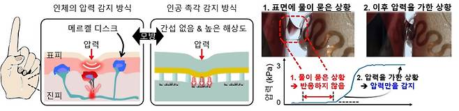 (왼쪽)인체 압력감지 방식과 이를 모사하기 위한 간섭에서 자유롭고 높은 해상도를 갖는 나노갭 압력센서 모식도 (오른쪽)나노갭 압력센서를 활용해 구현한 무선 인공촉각시스템으로 물이 묻은 물체를 집는 모습, 표면에 물이 묻어도 반응하지 않으며 오직 압력만을 정밀하게 감지한다. KAIST