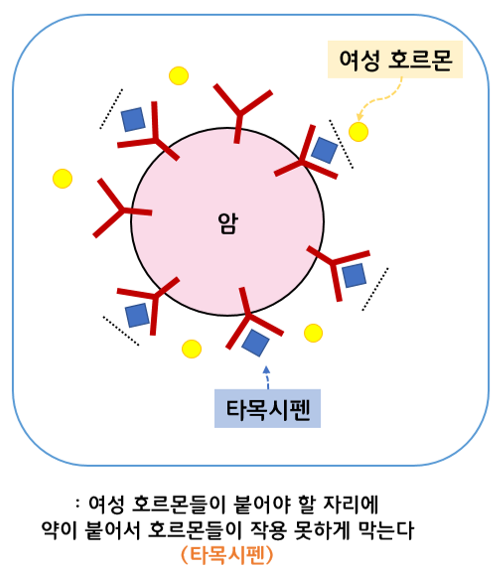 타목시펜의 유방암 치료 및 발병 억제 작용기전. /출처=유방암바로알기(www.barobreast.com)