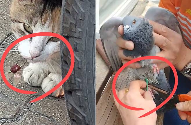낚싯바늘이 입에 꽂힌 고양이와 낚싯줄이 다리에 감긴 비둘기.[권은정 시민활동가 제공]
