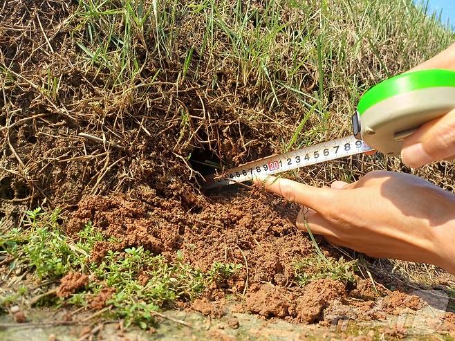 14일 세계문화유산 선릉(성종대왕릉)이 훼손돼 경찰이 수사에 나섰다. 경찰은 이날 새벽 2시 30분쯤 한 여성이 선릉에 침입해 범행을 저지른 것으로 보고 수사를 진행하고 있다. 용의자는 성종대왕릉 봉분 아랫부분에 흙을 약 주먹 크기 정도 파헤친 것으로 확인됐다. 사진은 훼손된 선릉의 모습. (국가유산청 제공) 2024.8.14/뉴스1