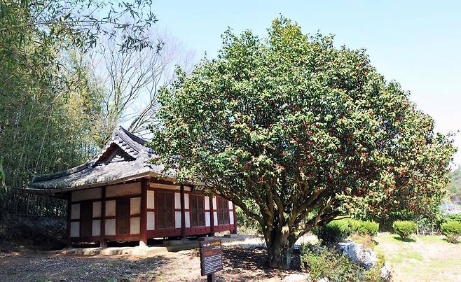 전남 나주시 왕곡면 송죽리 금사정 동백나무. 500여 년 전에 심어진 이 동백나무를 주제로 한 축제가 올해 처음 열린다. 나주시 제공