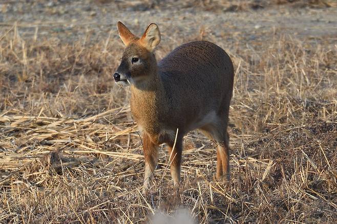 고라니는 세계자연보전연맹(IUCN)이 멸종위기 취약 등급으로 분류하고 있는 국제적 멸종위기종이지만, 우리나라에서는 천덕꾸러기 취급을 받는다.