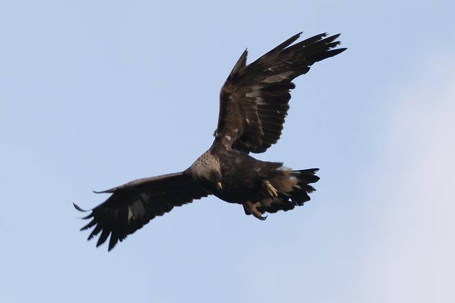 세찬 바람에 비행 각을 잡는 검독수리는 목표물을 향해 흔들림이 없다.