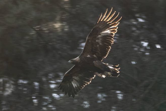 소나무 숲을 오고 가는 검독수리 지정석 나무를 늘 이용한다.
