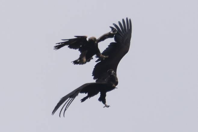 검독수리의 강력한 공격에 쫓기는 독수리.