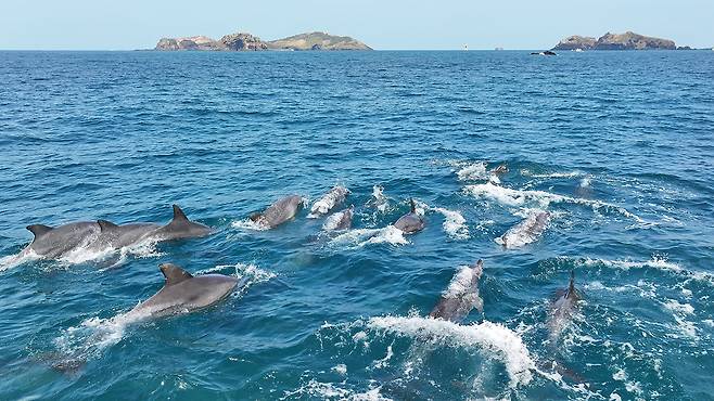 제주 남방큰돌고래 무리