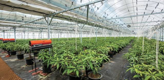 아열대 작물인 애플망고는 영하로 기온이 떨어지는 한국에선 겨울 난방이 필수다.