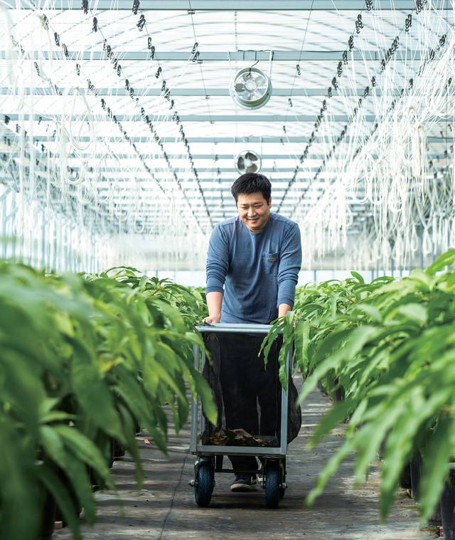 6년간 귀농을 준비한 김광일 씨는 애플망고의 사업성을 믿고 2021년 전북 완주에 정착했다.