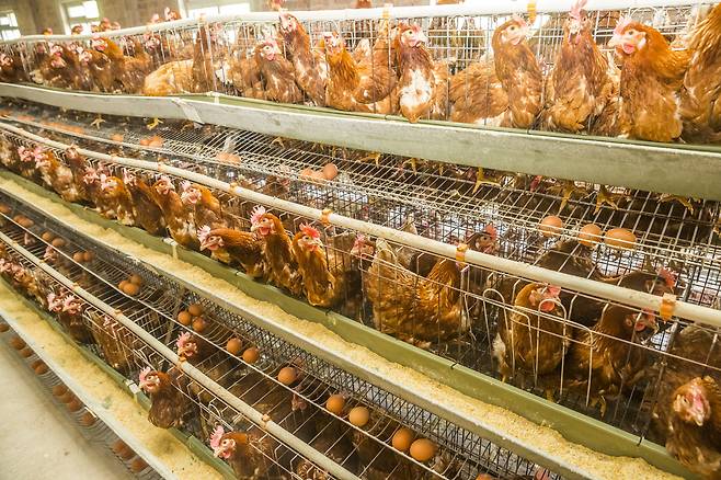 닭 사육장 모습.[게티이미지뱅크[