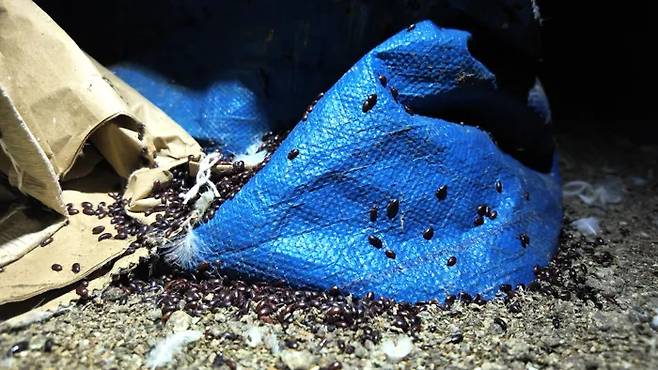 한 닭 사육 농가에서 확인된 해충의 모습.[동물해방물결 제공]