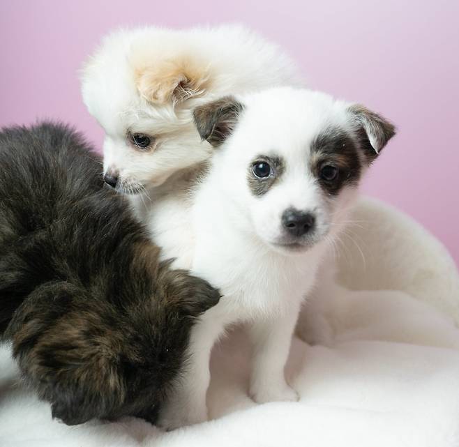 서울동물복지지원센터 마포에서 보호 중인 '노들' (사진 서울동물복지지원센터) ⓒ 뉴스1