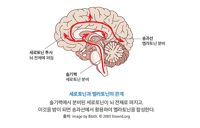 잠 못 자는 당신에게...아침 산책이 멜라토닌을 부른