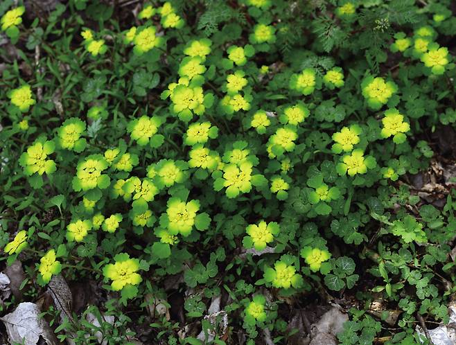 1 누른괭이눈: 잎 표면에 흰색 줄무늬가 있죠.