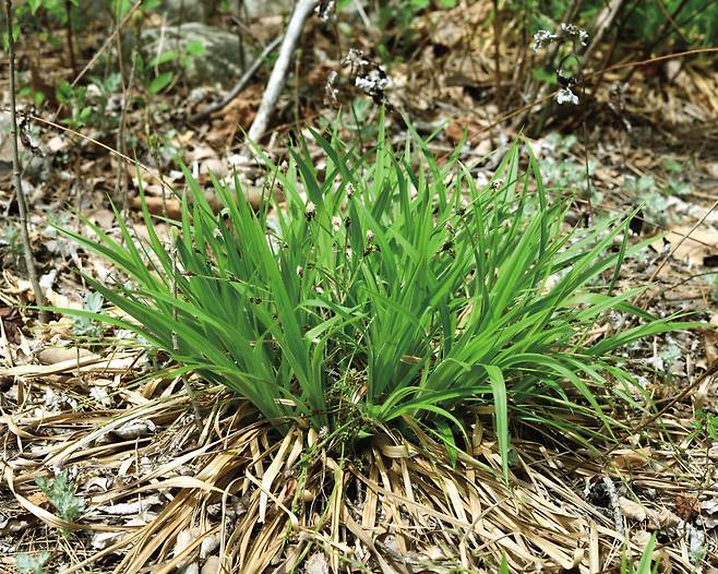 2 난사초: 잎에 붙어 있는 긴 흰털을 확인하세요.