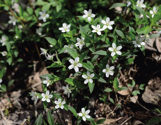 4 개별꽃: 꽃이 별꽃과 닮았거든요.