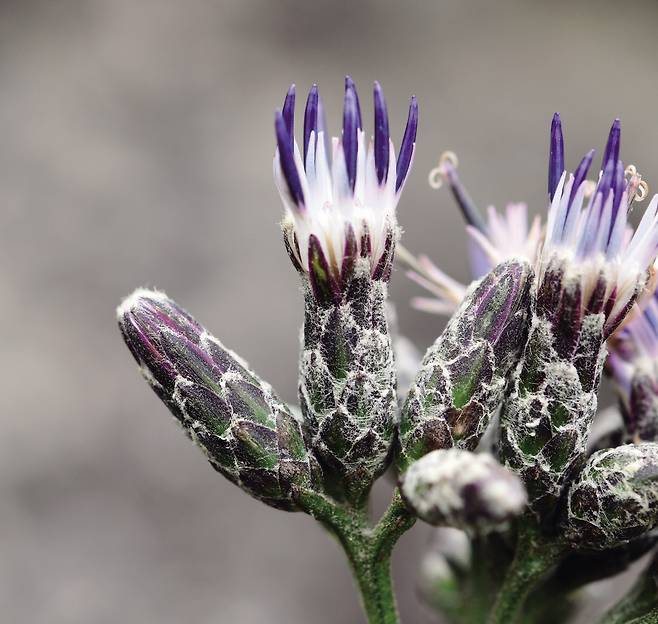 6 설악분취: <한국의 산꽃>에 처음 소개됐답니다.