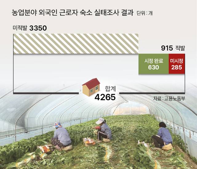 경기 포천시 소흘읍의 한 시설하우스에서 외국인 근로자들이 얼갈이배추를 수확하고 있다. 농민신문DB