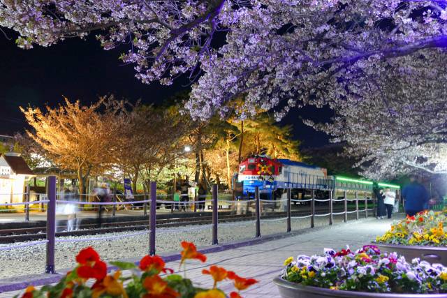 창원 진해경화역 전경. 사진 제공=경남도