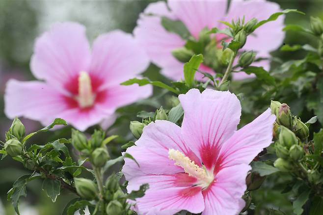 무궁화가 활짝 피었다. /뉴스1