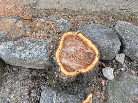 전주 덕진공원 내 나무가 잘린 채 밑동만 덩그러니 남았다. 전주시는 지난 1월부터 '열린광장 조성 사업'을 추진하면서 현재까지 공원 내 나무 200여 그루를 제거하거나 다른 곳으로 옮겼다. 사진 전북환경운동연합