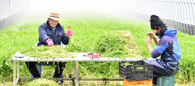 원동 청정 미나리를 수확하는 모습. 양산시