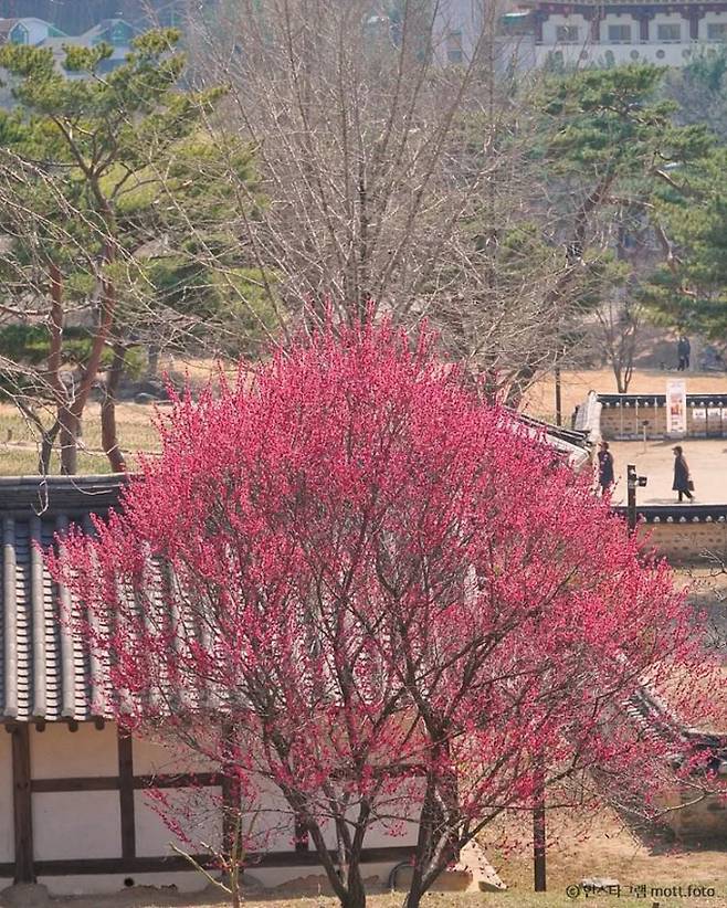 대전 동춘당은 홍매화와 흰 매화가 차례로 핀다. /사진=한국관광공사