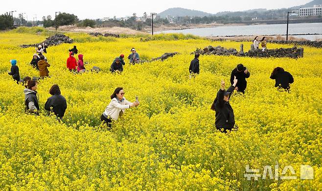 [서귀포=뉴시스] 우장호 기자 = 제주 지역에 강한 바람이 불고 있는 16일 오전 서귀포시 성산일출봉 광치기해변 인근 유채꽃밭을 찾은 관광객들이 궂은 날씨에도 봄정취를 즐기고 있다. 2025.03.16. woo1223@newsis.com