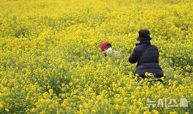 [서귀포=뉴시스] 우장호 기자 = 제주 지역에 강한 바람이 불고 있는 16일 오전 서귀포시 성산일출봉 광치기해변 인근 유채꽃밭을 찾은 관광객들이 궂은 날씨에도 봄정취를 즐기고 있다. 2025.03.16. woo1223@newsis.com