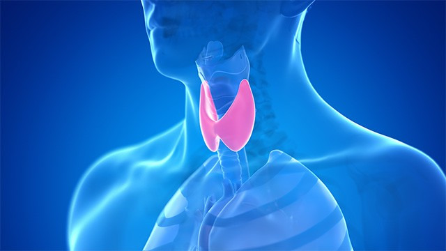 갑상선기능저하증은 갑상선에서 생성되는 호르몬이 부족해져 신진대사가 저하되는 질환이다ㅣ출처: 클립아트코리아