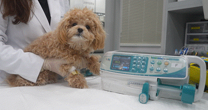 한 반려견이 동물병원에서 박셀바이오의 반려동물 면역항암제 ‘박스루킨-15’를 투여받고 있다. 사진 제공=박셀바이오