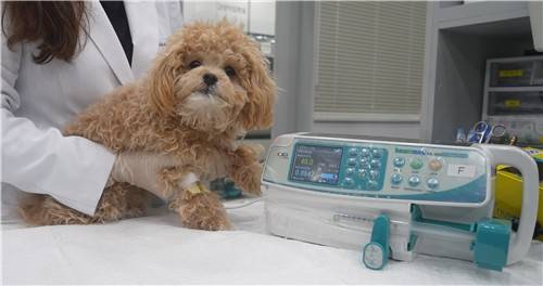 '박스루킨-15' 투여 [박셀바이오 제공. 재판매 및 DB 금지]