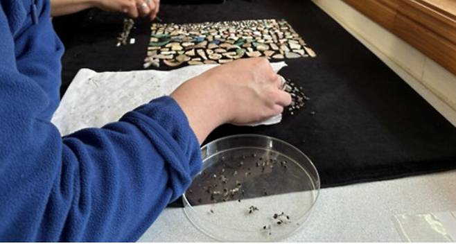 바닷새의 몸속에 쌓인 플라스틱이 위, 간, 신장, 뇌를 비롯해 생체 전반의 기능을 떨어뜨리는 것으로 바닷새의 혈액 검사 결과에서 나타났다. 사진은 오스트레일리아 연구진이 플라스틱을 많이 섭취한 어린 바다제비들의 위에서 꺼낸 플라스틱 조각들. 어드리프트 랩(ADRIFT Lab) 홍보자료