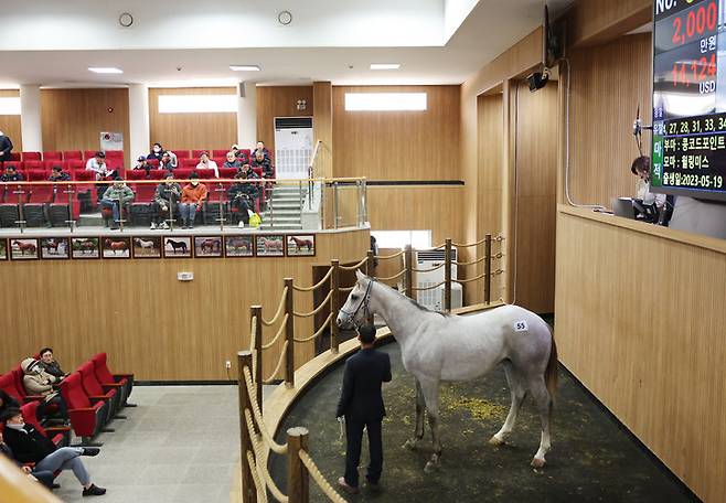 지난 18일 열린 경주마 경매 현장 모습.(사진 한국마사회 제공)