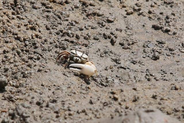 인천 영종도 동쪽과 준설토 투기장 사이 갯벌에서 발견된 멸종위기종 흰발농게. 인천녹색연합 제공