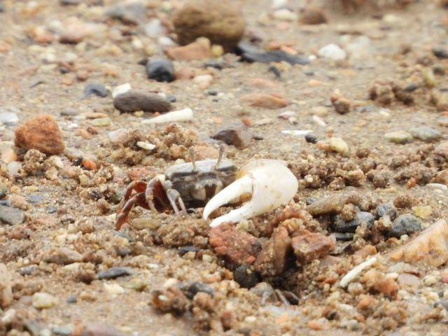 사람이 개발하기 쉬운 연안 갯발에 사는 흰발농게. 인천녹색연합 제공