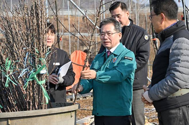 김진열 군위군수가 19일 ‘골든볼’ 사과 묘목을 살펴보고 있다. 군위군 제공