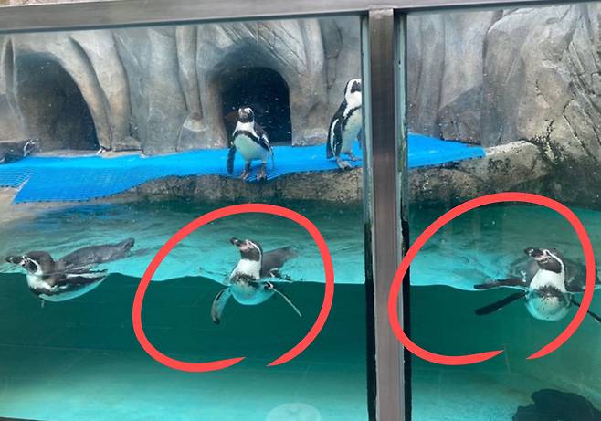 15일 대전의 한 유명 동물원에서 홈볼트펭귄들이 수조 밖으로 나아가기 위해 유리에 몸을 부딪히고 있다.[대전충남녹색연합 제공]